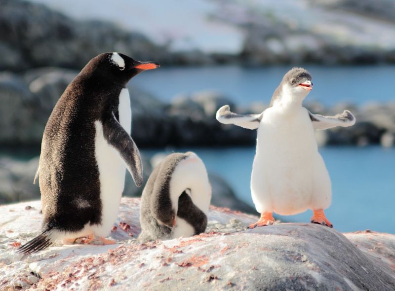 Poolexpeditie Antarctica - Drake Passage - Beagle Channel - Zuidelijke Shetlandeilanden - migratie walvissen
